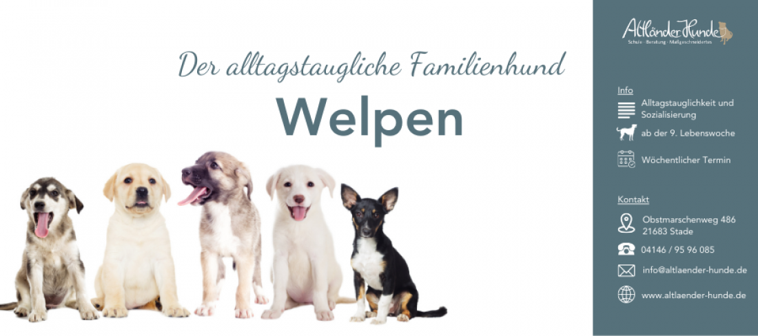 Der alltagstaugliche Familienhund - Welpen