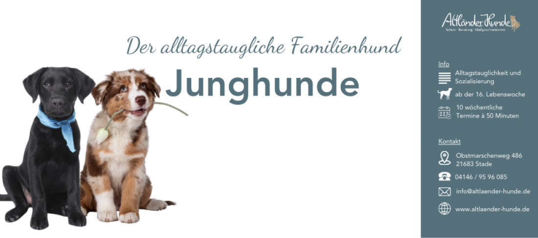 Der alltagstaugliche Familienhund - Junghunde