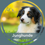 Junghunde: nur noch wenige Plätze!