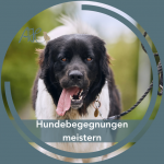 Hundebegegnungen meistern: neuer Kurs