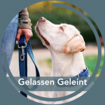 Gelassen Geleint - neuer Kurs ab 10.01.25