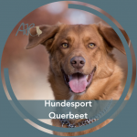 Neuer Kurs: Freizeit mit Hund - Hundesport Querbeet