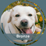 Bronze: jetzt auf die Sachkunde vorbereiten!