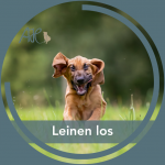 Neuer Kurs: Leinen los - sicher im Freilauf