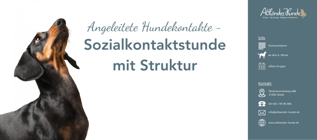 Sozialkontakt mit Struktur - Angeleitete Hundekontakte