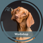 Workshop im August: Gespräch mit deinem Hund