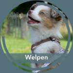 Welpengruppe: ein freier Platz & neue Gruppe ab August